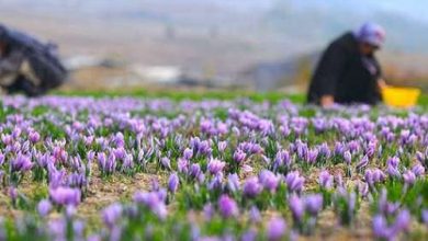 سازمان تعاون روستایی درباره رکوردشکنی تولید زعفران هشدار داد!