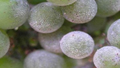 شناسایی بیماری سفیدک پودری تاک(انگور) و مبارزه با آن