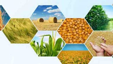 صادرات 2 میلیارد دلاری بخش کشاورزی در پنج ماهه اول 1398