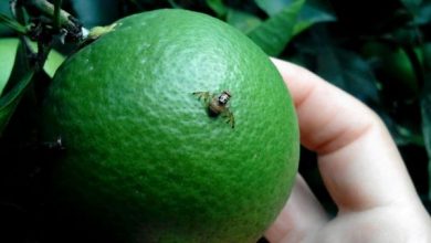 کارگاه آموزشی شناسایی و کنترل آفت مگس میوه مدیترانه ای برگزار شد