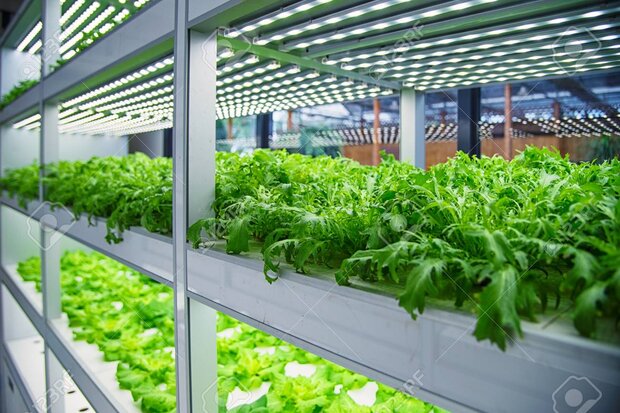 هزار هکتار کشت سبزی و صیفی به گلخانه‌ها منتقل می‌شود