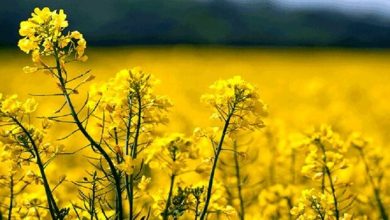 همکاری ایران وآلمان درزمینه بذر