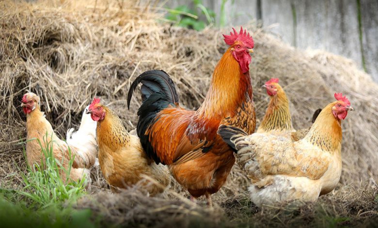 پرورش مرغ محلی در روستاها