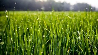 پیش بینی ۳ ماهه هواشناسی برای کشاورزان