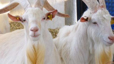 کارآفرین مشهدی از درآمد ۲۵۰ میلیونی‌اش می‌گوید
