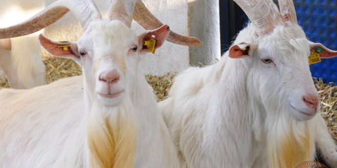 کارآفرین مشهدی از درآمد ۲۵۰ میلیونی‌اش می‌گوید