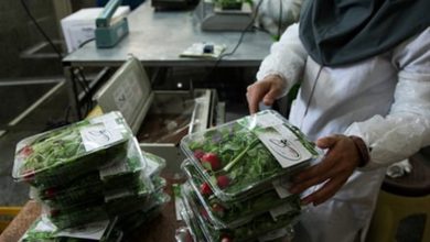 کارگاه بسته بندی سبزیجات