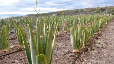کسب و کار با پرورش گیاه الوئه ورا