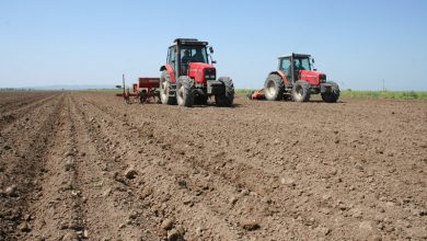 کشت پاییزه در 180 هزار هکتار از زمین های کشاورزی سیستان و بلوچستان آغاز شد