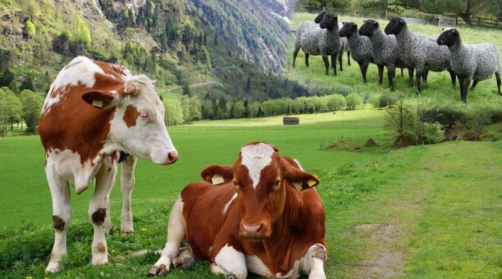 کلیه دام های سبک و سنگین در استان‌ تهران بیمه می شوند