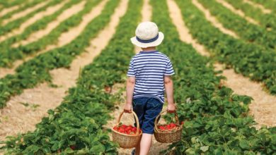 گردشگری کشاورزی، مکمل اقتصاد روستایی