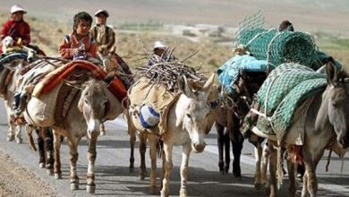 ۳۶۰ صندوق اعتبارات خرد زنان عشایری در کشور راه‌اندازی شده است