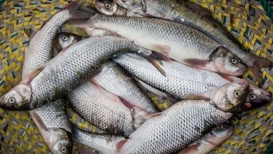 1 میلیون و 262 هزار تن محصولات شیلاتی در کشور تولید شد