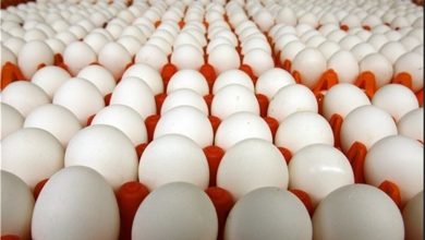 16 هزار تن تخم مرغ در شهرستان آبیک تولید شد