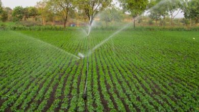 3971 هکتار از اراضی کشاورزی استان قزوین به سامانه نوین آبیاری تجهیز شد