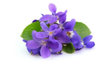 آشنایی با خواص و مضرات گل بنفشه