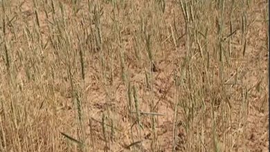 آغاز کشت گندم و جو در استان گیلان