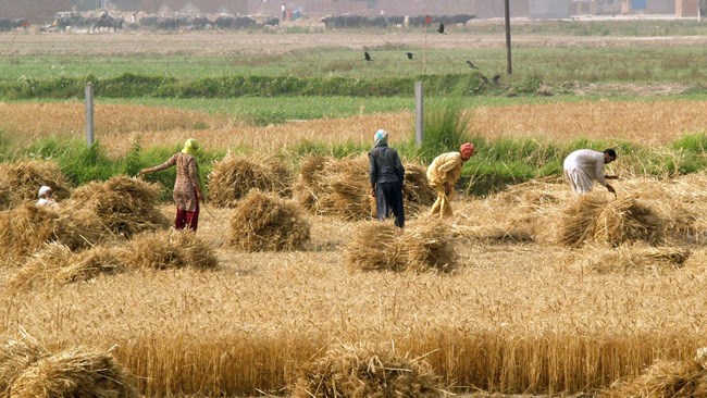 آمادگی در برابر چالش‌هایی که بخش کشاورزی را تهدید می کند