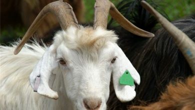 اجرای طرح هویت گذاری دام در شهرستان کرمان