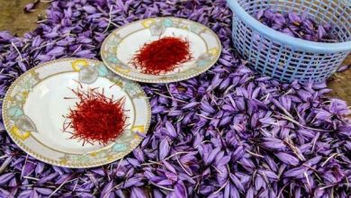 استان اصفهان دارای رتبه چهارم کشوری در سطح زیر کشت زعفران است