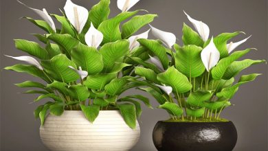 اسپاتی فیلوم که با نام های برگ قاشقی، گل چمچمه ای و سوسن صلح نیز در ایران شناخته می شود یکی از گیاهان همیشه سبز و بومی کلمبیا می باشد. اسپاتی فیلوم از خانواده گل شیپوریان بوده و دارای گونه های بسیاری مانند : اسپاتی فیلوم سنسیشن، مونا لوا و ابلق می باشد. رشد این گیاه بین 20 سانتی متر تا 1/8 متر می باشد.