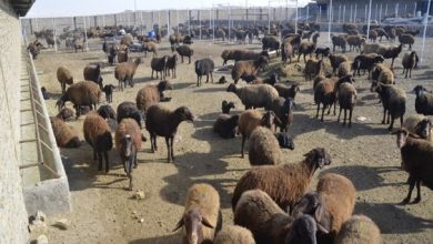 افتتاح سه طرح کشاورزی و دامپروری در شهرستان فهرج به مناسبت هفته پدافند غیرعامل