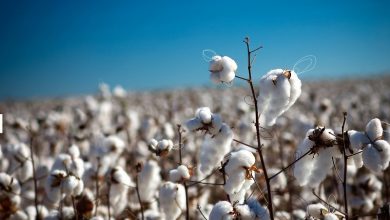 افزایش 14 درصدی سطح زیر کشت پنبه در خراسان شمالی