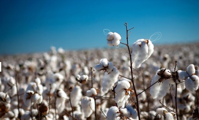 افزایش 14 درصدی سطح زیر کشت پنبه در خراسان شمالی