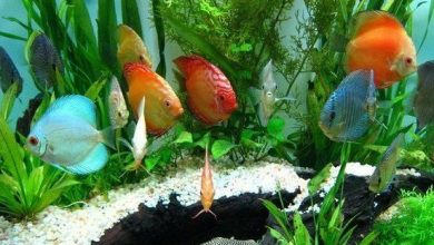 افزایش 2میلیون قطعه ای تولید ماهیان زینتی در استان تهران درسال جاری