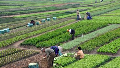 افزایش تولید در بخش کشاورزی به منابع فیزیکی، طبیعی خصوصاً منابع انسانی وابسته است