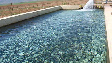 افزایش ۱۵ درصدی تولید محصولات شیلاتی در سال جاری