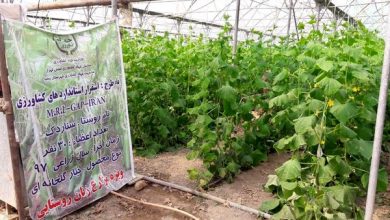 ایجاد 4 سایت تولید و مصرف محصول استاندارد و سالم در استان تهران