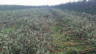 باغ های سیب به زیر برف رفت محصولات باغداران در حال از بین رفتن است