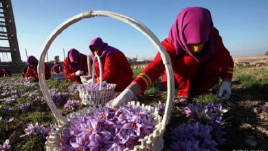 برداشت 22.5 کیلو زعفران از مزارع شهرستان میاندوآب