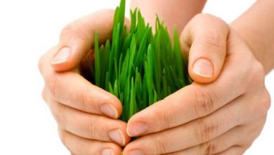 برنامه‌ریزی برای بیمه فراگیر گندم در سال آینده