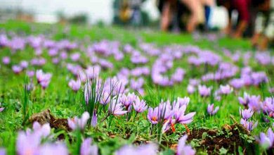 بی‌توجهی کشاورزان به برنامه‌های کشت