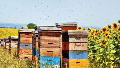 تبدیل کندوهای سنتی به مدرن برای بهره‌وری بیشتر، مهم‌ترین چالش در این عرصه است