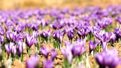 ترویج کشت زعفران در استان چهارمحال و بختیاری