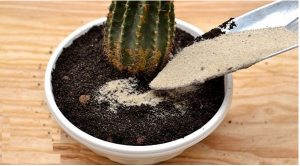 ترکیب خاک مناسب برای کاکتوس ها