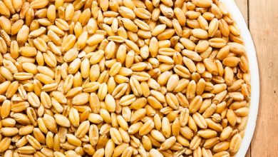 تشکیل فدراسیون بذر، ضرورتی فراملی و بین‌المللی است