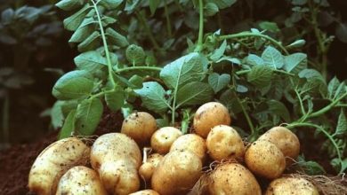 تولید سیب زمینی بذری در مزارع اقلید