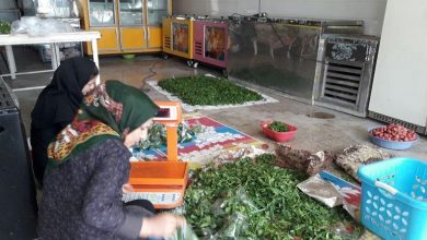 تولید و بسته بندی سبزی سالم در شهرری در زمین ۳۵۰۰ هکتاری