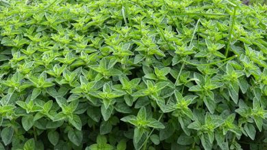 خواص درمانی پونه