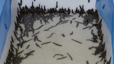 سالانه 100 هزار قطعه زالو در استان قزوین تولید می شود