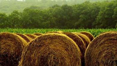 سالانه ۲۰ میلیون تن محصولات علوفه ای در کشور تولید می شود