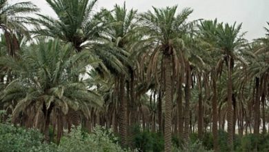 سه هزار هکتار از نخلستانهای سیستان و بلوچستان گواهی ارگانیک گرفتند