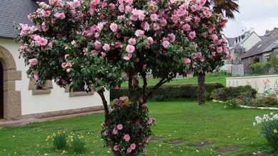 درختچه ی کاملیا همیشه سبز و زینتی با گل های قرمز، صورتی، سفید که در محیط باز پرورش آن معمول تر است، خانواده آن (ته آسه) و بومی چین و ژاپن و کره است، برگ های سبز و تیره آن با گل های زیبای قرمز رنگ تضاد رنگی ایجاد می نماید که بسیار جذاب است، حتی الامکان از جابجا نمودن و چرخاندن گلدان پرهیز نمایید در غیر این صورت شکوفه های آن قبل از باز شدن می ریزند، گل ها در طول فصل پاییز تا اوایل بهار شکوفا می گردند، خاک اسیدی را دوست دارد و تکثیر آن در منزل مشکل است.