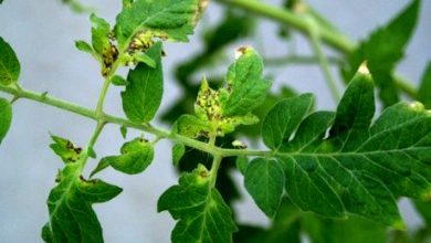 شرایط واحد اتحادیه‌ اوراسیا برای قرنطیه گیاهی