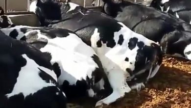 علت مرگ گاوهای دامدار خلیل آبادی برخورد صاعقه اعلام شد