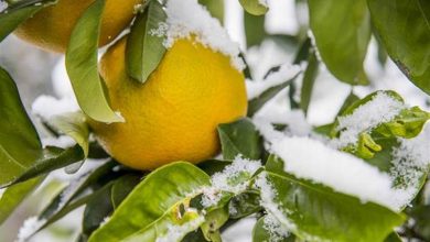 هشدار سازمان هواشناسی به کشاورزان:کاهش ۱۰ درجه‌ای دما در راه است